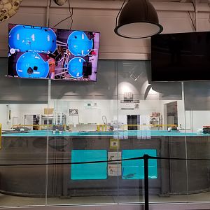 Turtle Back Zoo - Sea turtles, with large tv so you can see all of the tanks