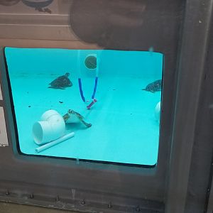 Turtle Back Zoo - young sea turtles