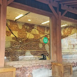 Turtle Back Zoo - White-cheeked gibbons