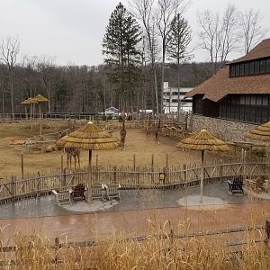 Turtle Back Zoo - Giraffes getting let out