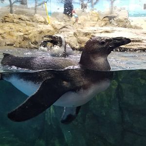 Turtle Back Zoo - African penguin