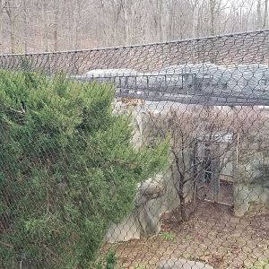 Turtle Back Zoo - Amur leopard