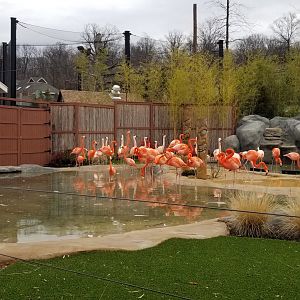Turtle Back Zoo - Caribbean flamingos