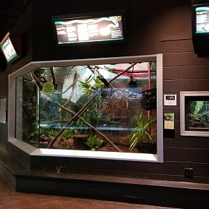 Turtle Back Zoo - Emperor Tamarins and Hoffman's sloth