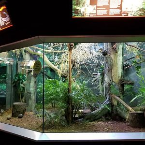 Turtle Back Zoo - caiman lizard, red-footed tortoise, toco toucan, ringed teal