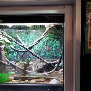 Turtle Back Zoo - Atlantic mudskipper