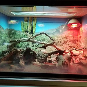 Turtle Back Zoo - gila monster, chuckwalla, blue spiny lizard