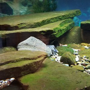 Turtle Back Zoo - hellbender