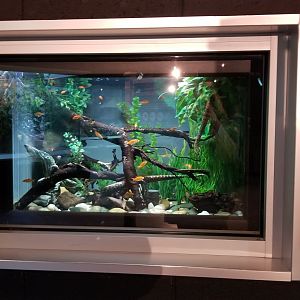 Turtle Back Zoo - tentacled snakes