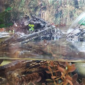 Turtle Back Zoo - baby tomistomas