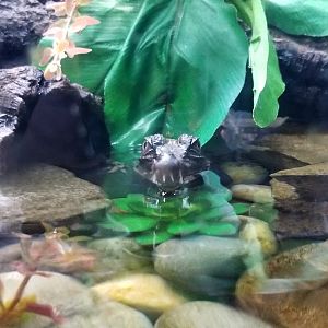 Turtle Back Zoo - baby tomistoma