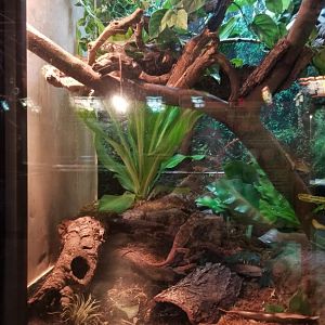 Turtle Back Zoo - Hispaniola giant anole