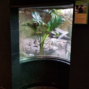 Turtle Back Zoo - Komodo dragon inset window