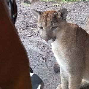 Turtle Back Zoo - Puma likes my camera :)