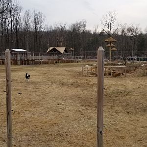 Turtle Back Zoo - Bontebok, common eland