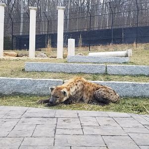 Turtle Back Zoo - spotted hyena