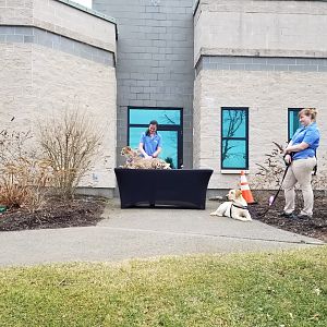 Turtle Back Zoo - Nandi and Bowie having a training session
