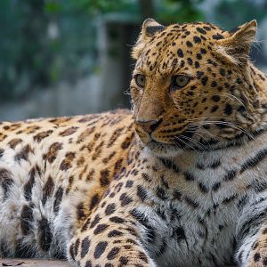 2019-04-12  Leopard