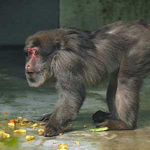 2019-04-12  Assam macaque