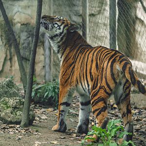 2019-04-12  South China tiger