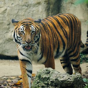 2019-04-12  South China tiger