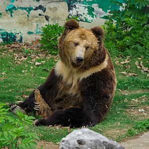 2019-04-12  Tibetan bear