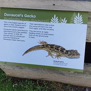 Duvaucel's Gecko sign