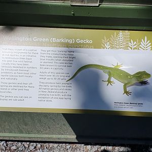 Wellington Green Gecko sign