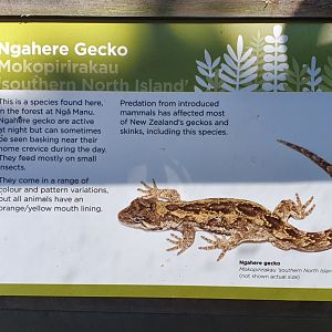 Ngahere Gecko sign