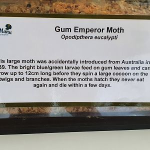 Gum Emperor Moth sign