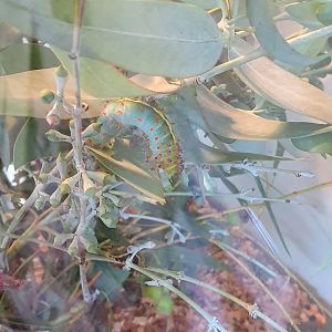 Gum Emperor Moth caterpillar