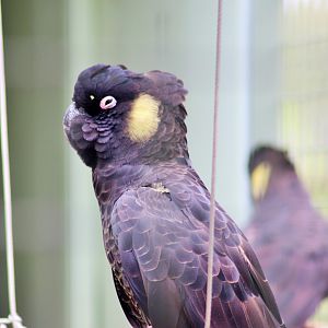 Yellow-tailed Black Cockatoo (Calyptorhynchus funereus)