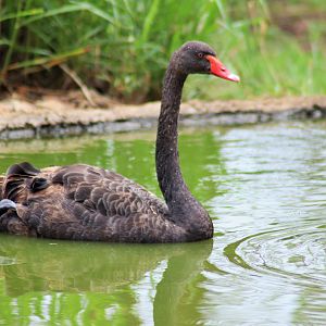 Black Swan (Cygnus atratus)