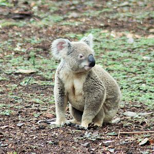 Koala (Phascolarctos cinereus)