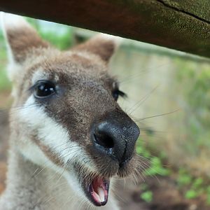 Whiptail Wallaby (Notamacropus parryi)