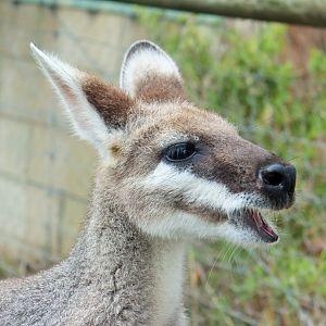 Whiptail Wallaby (Notamacropus parryi)