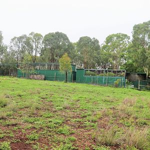 Whiptail Wallaby Enclosure