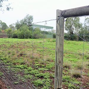 Whiptail Wallaby Enclosure