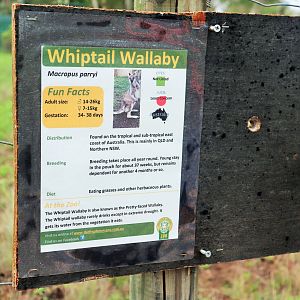 Whiptail Wallaby Sign