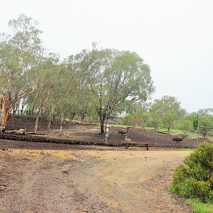 Red Kangaroo/Emu Enclosure