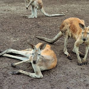 Red Kangaroos (Osphranter rufus)