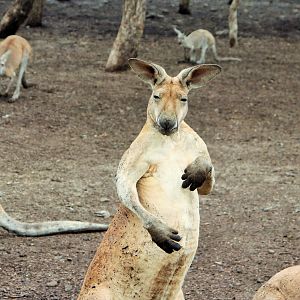 Red Kangaroo (Osphranter rufus)