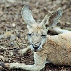 Red Kangaroo Joey (Osphranter rufus)