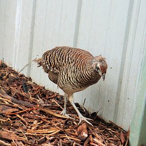 Female Lady Amherst's Pheasant (Chrysolophus amherstiae)