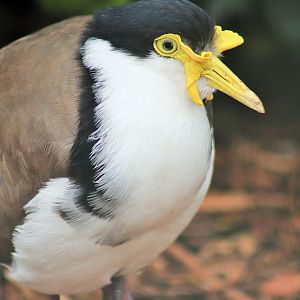 Masked Lapwing (Vanellus miles)