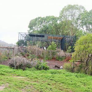 Cape Barren Geese Enclosure