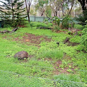 First Ruddy Shelduck Enclosure