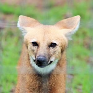 Maned Wolf (Chrysocyon brachyurus)