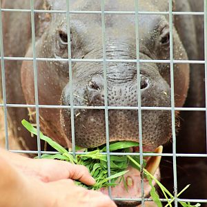Kamina the Pygmy Hippopotamus (Choeropsis liberiensis)