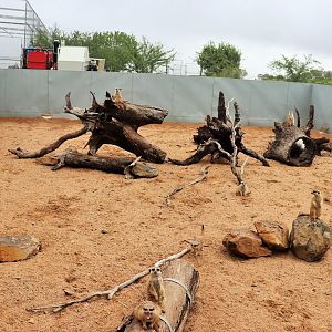 Cape Porcupine/Meerkat Enclosure
